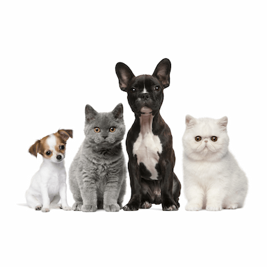 Pet Shop